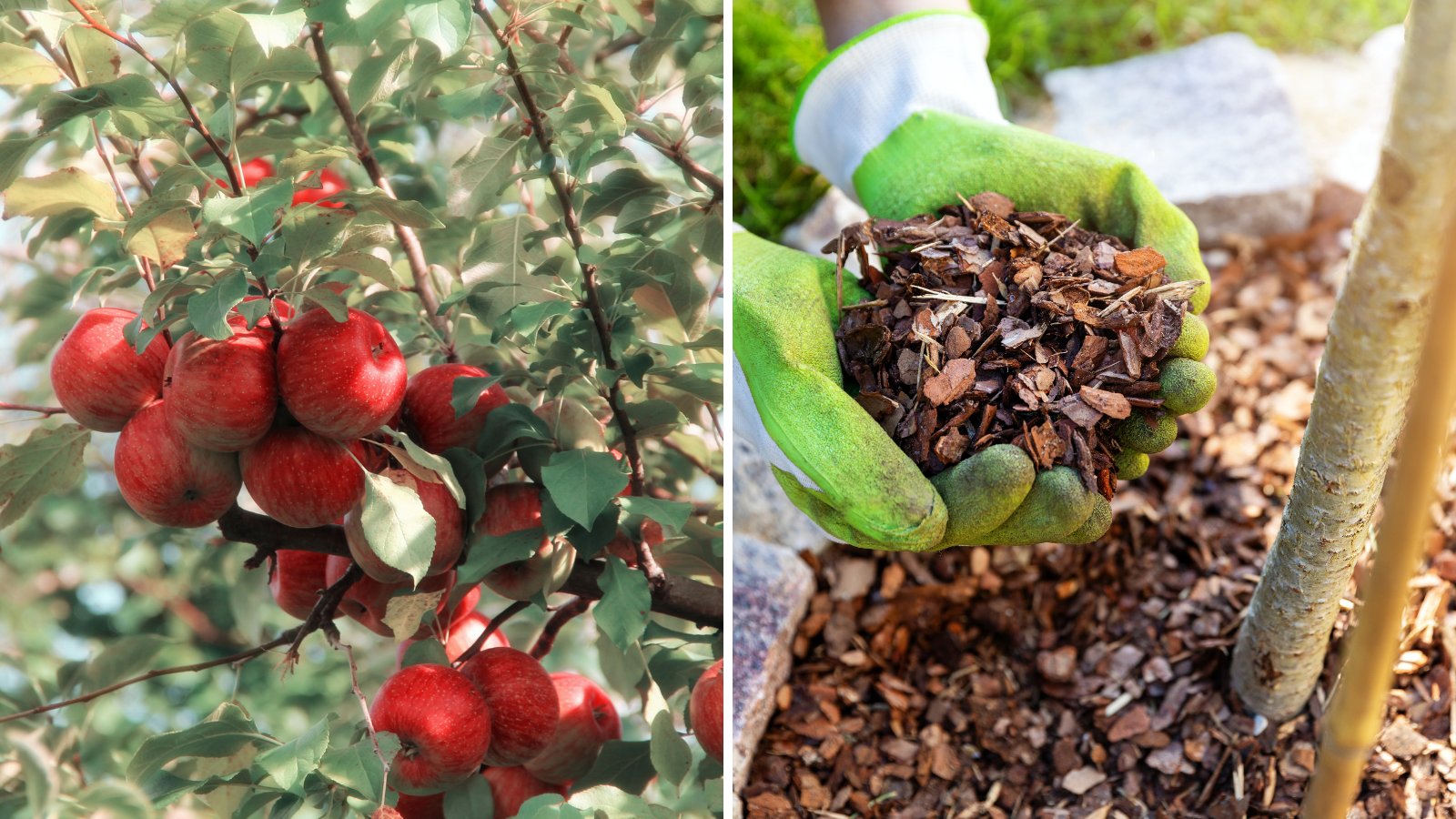How to Care for an Apple Tree
