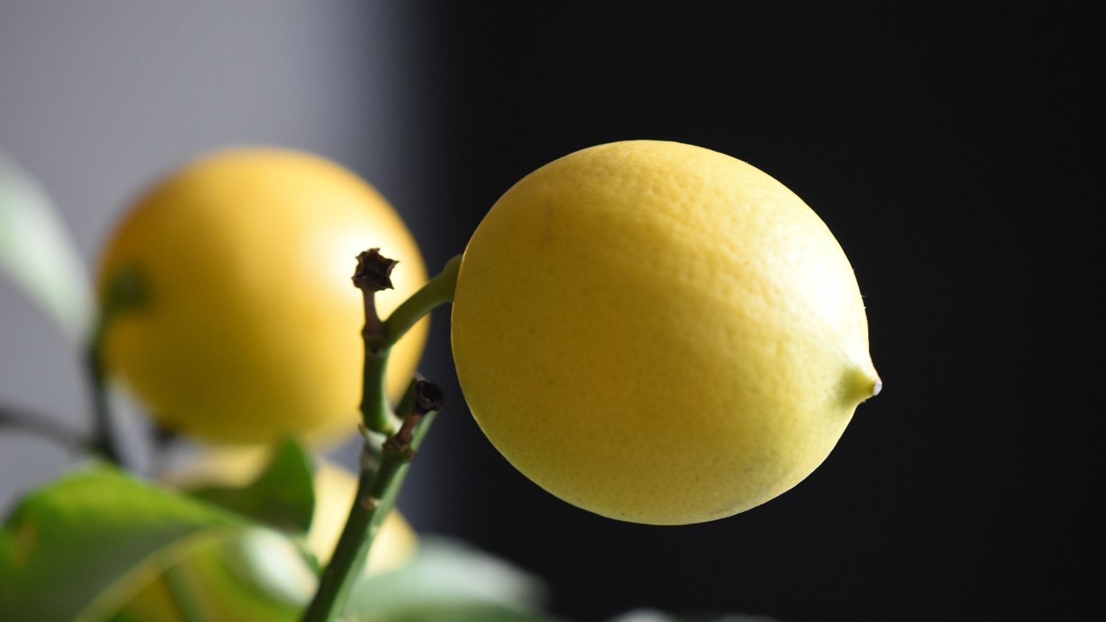 How to Grow A Meyer Lemon Tree Indoors, Hacks You Won’t Want to Forget!!