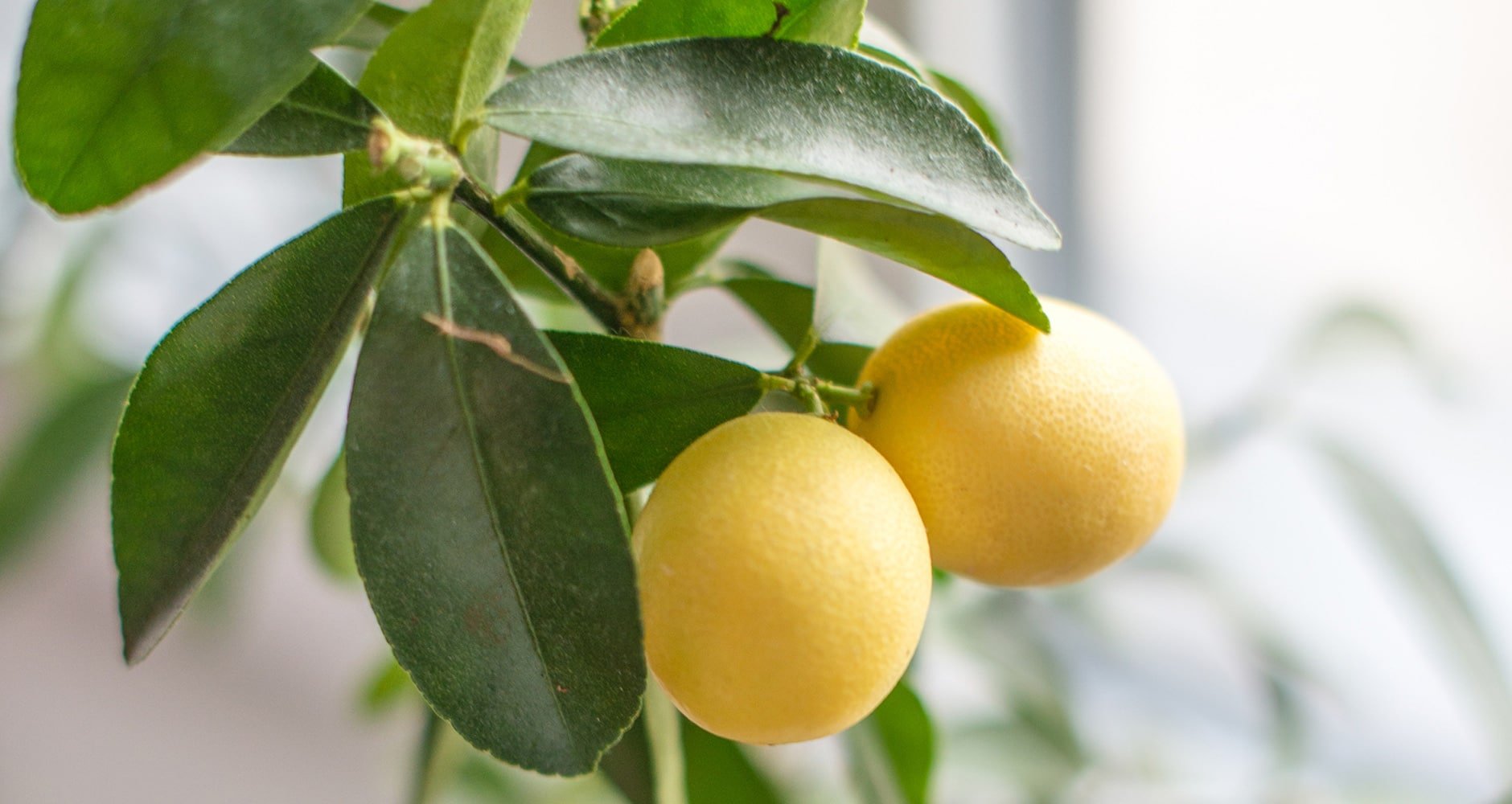 How to Grow Lemons At Home And Never Buy Them Again