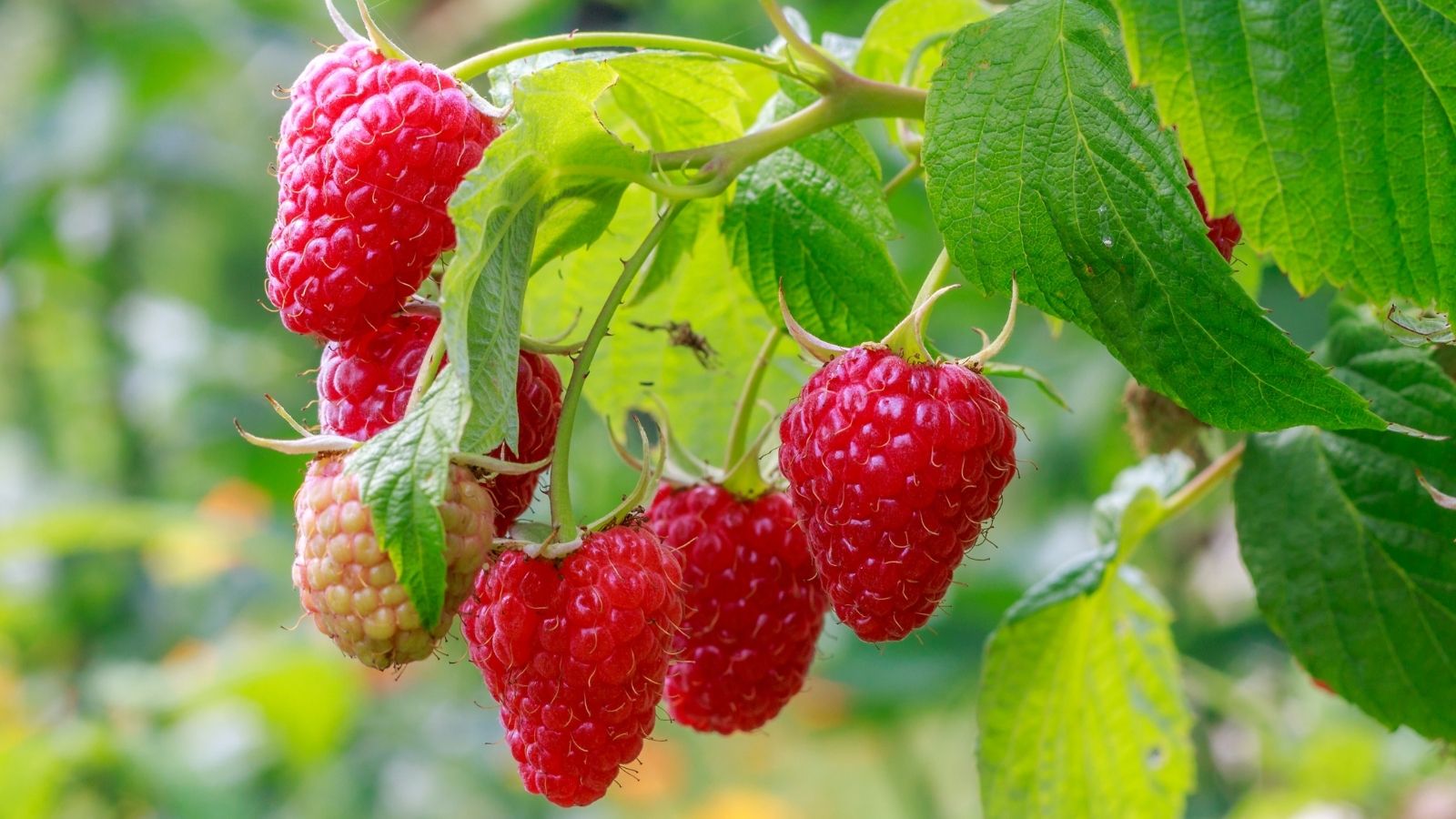 How to Grow Raspberry Plants and Enjoy a Fruitful Harvest