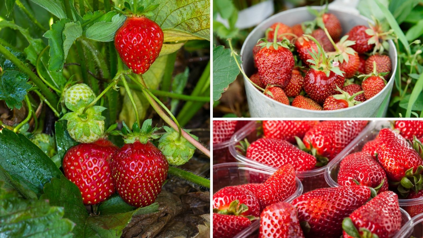 How to Grow Strawberries in Your Home Garden