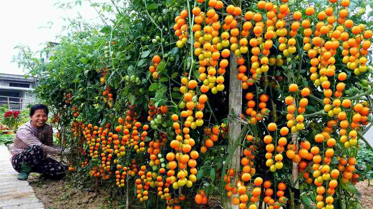 Tomates