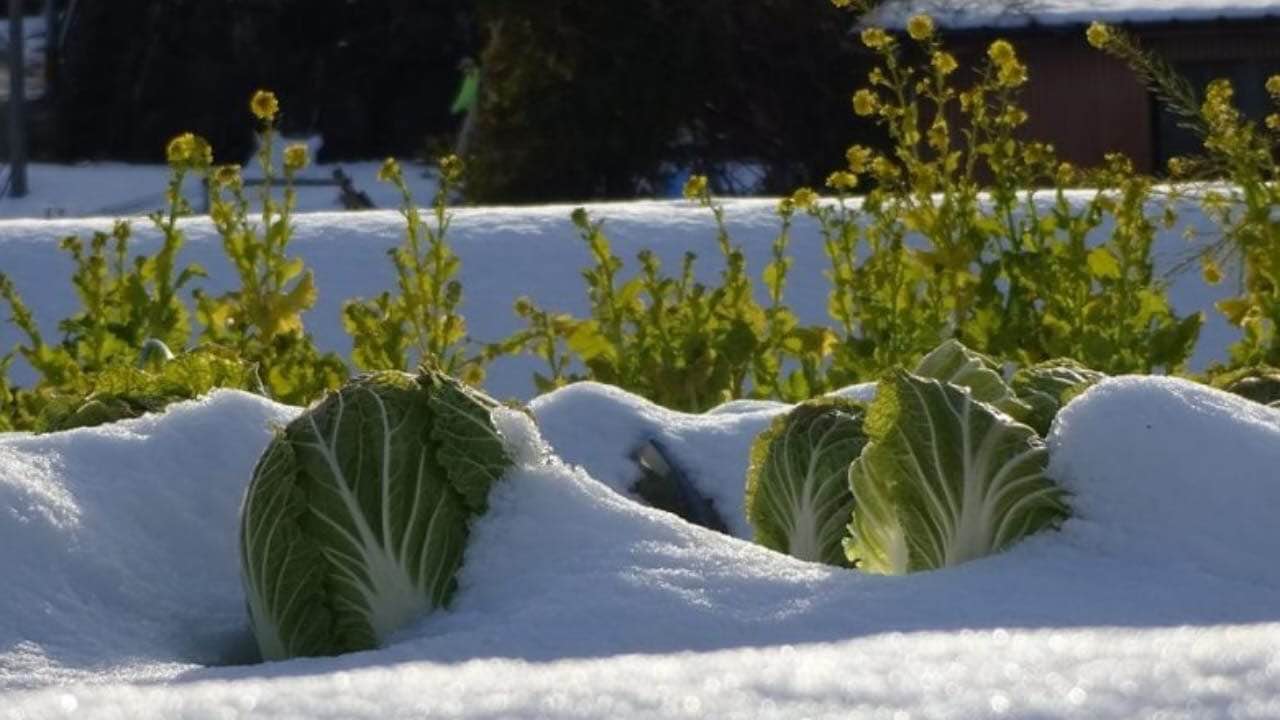 Que plantar en invierno