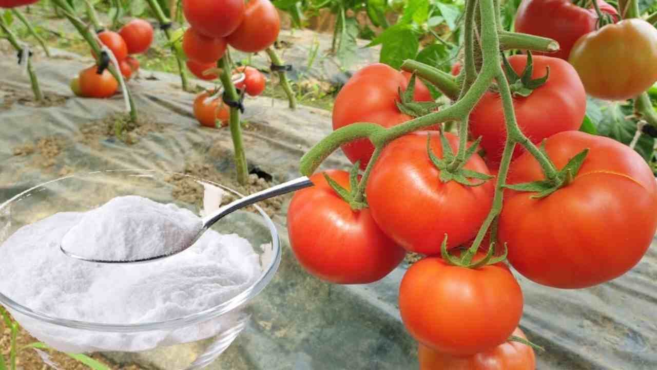 Huerto, protección contra enfermedades y plagas: el ingrediente secreto