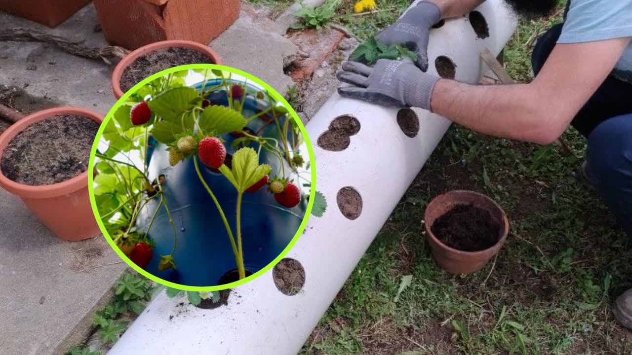 fresas en tubo