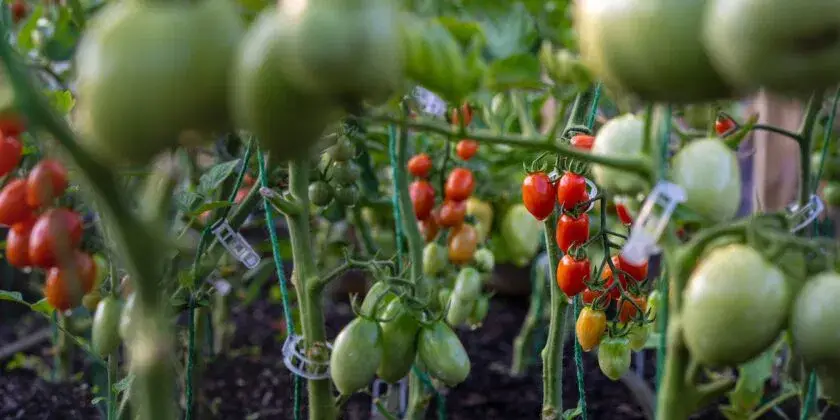 Cómo multiplicar una planta de tomate – Mis Consejos Jardinería