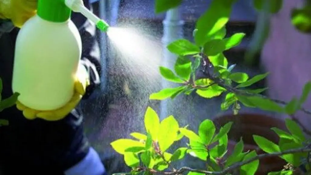 Insecticida casero: esto es lo que hay que rociar contra hormigas, mosquitos y arañas – Mis Consejos Jardinería