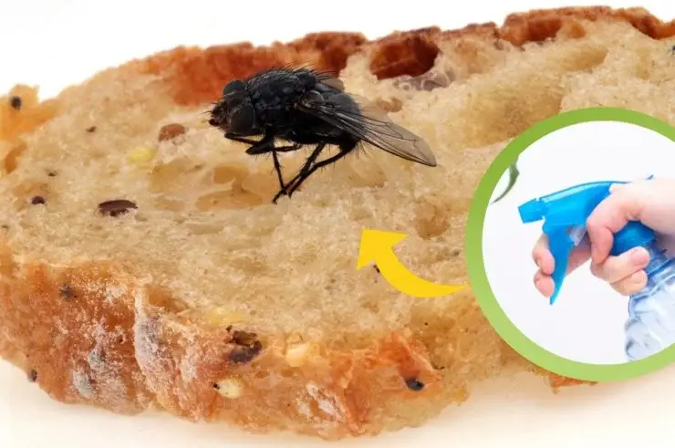 Insectos: la mezcla letal de bricolaje totalmente natural. ¡No tendrán ninguna posibilidad! – Mis Consejos Jardinería