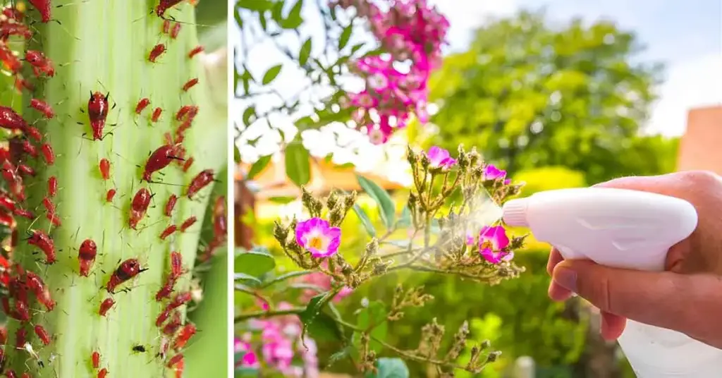 Jardín: ¿cómo deshacerse de los pulgones? – Mis Consejos Jardinería