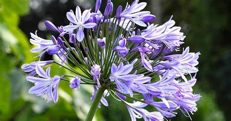 Jardinería: ¿Cómo cultivar adecuadamente Agapanthus? – Mis Consejos Jardinería