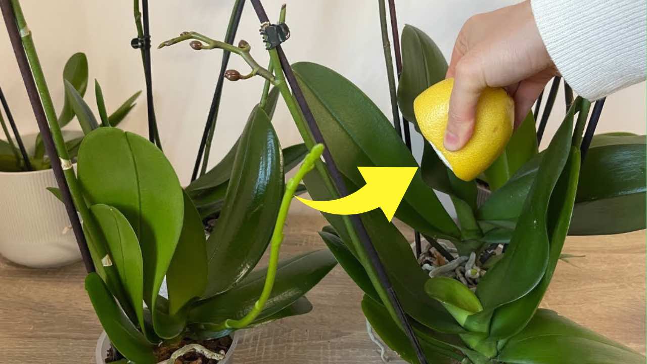 Jugo de limón en orquídeas.
