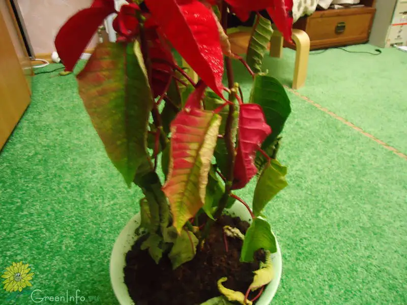 La estrella de Navidad perderá sus hojas si no haces este truco después de la compra. – Mis Consejos Jardinería