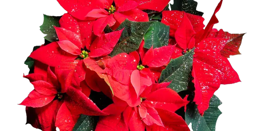 La flor de pascua florecerá cada año exuberante y colorida con estos 3 sencillos trucos para viveristas – Mis Consejos Jardinería