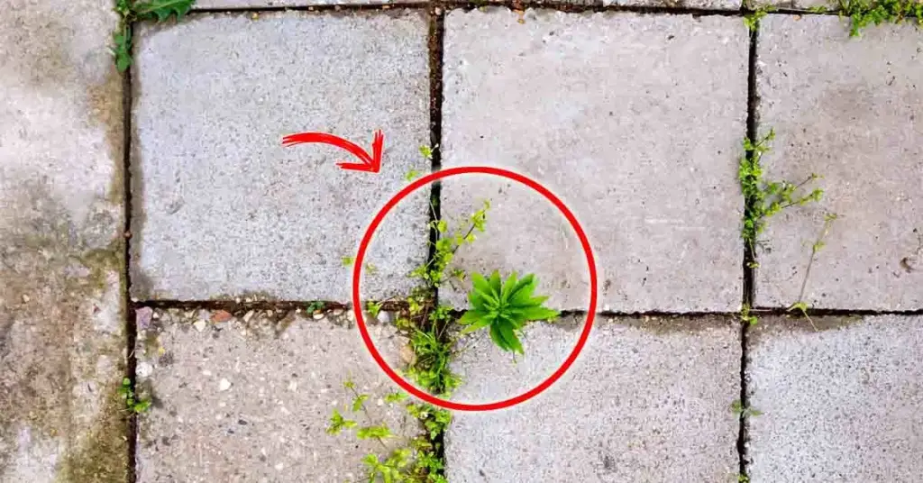 La forma más fácil y económica de eliminar las malas hierbas – Mis Consejos Jardinería