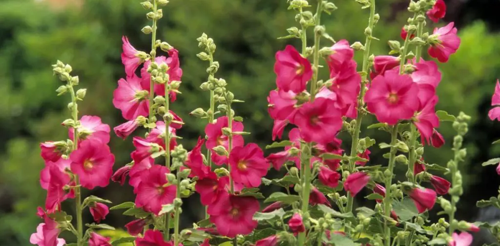 La malvarrosa: cultivar y plantar la majestuosa reina de los jardines – Mis Consejos Jardinería