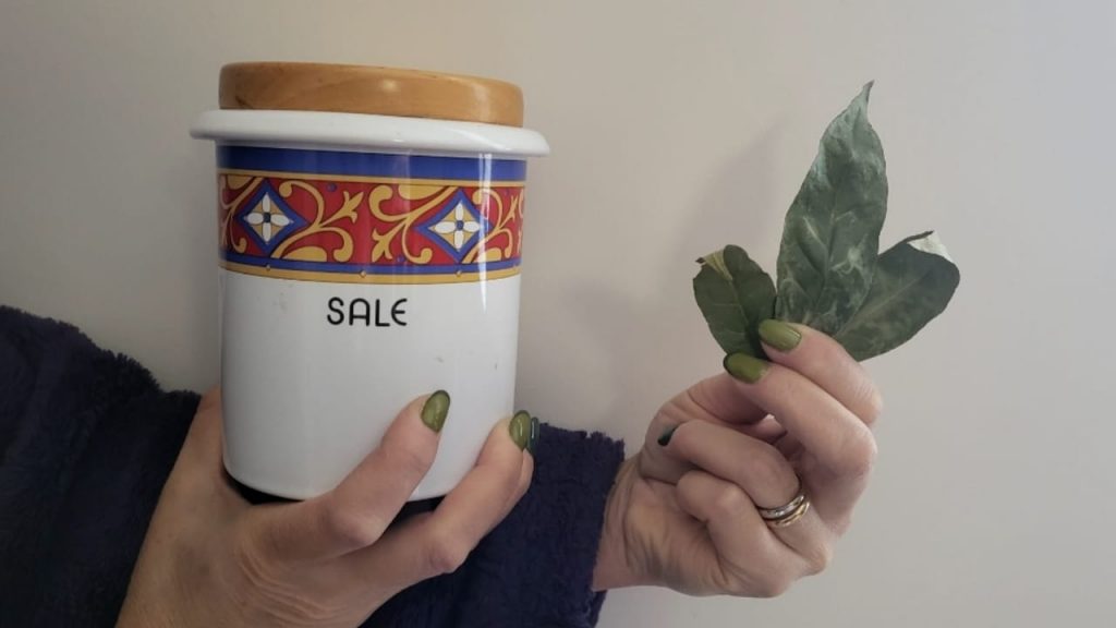 La sal y el laurel son los mejores aliados en casa: ya no podrás vivir sin ellos – Mis Consejos Jardinería