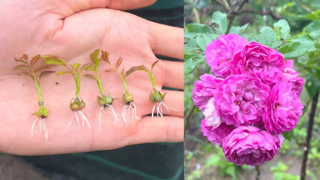 La técnica para multiplicar rosas hasta el infinito con un solo tallo – Mis Consejos Jardinería