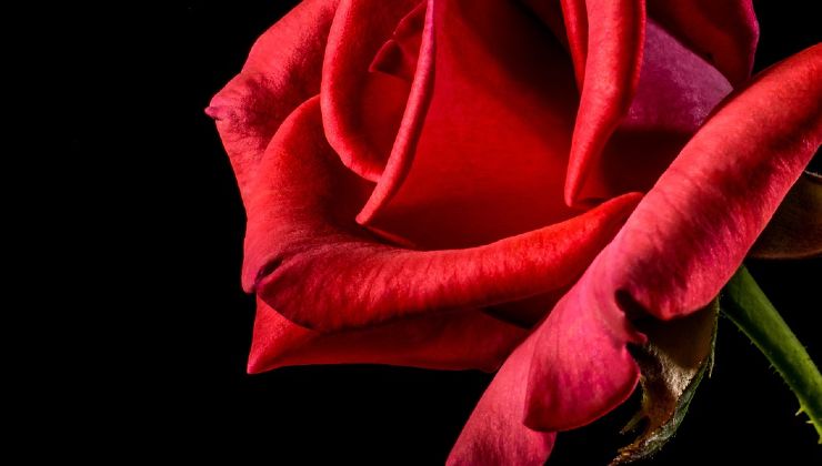 Cuidado de las rosas 