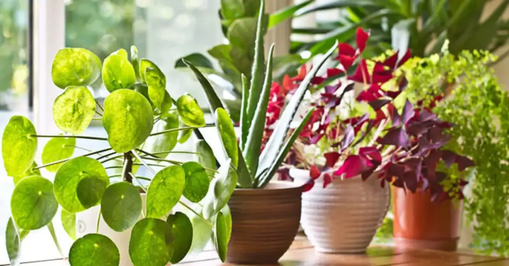 Las 10 plantas de interior más hermosas que crecen sin luz solar – Mis Consejos Jardinería
