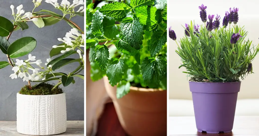 Las 11 mejores plantas de interior aromáticas para perfumar y decorar tu hogar – Mis Consejos Jardinería