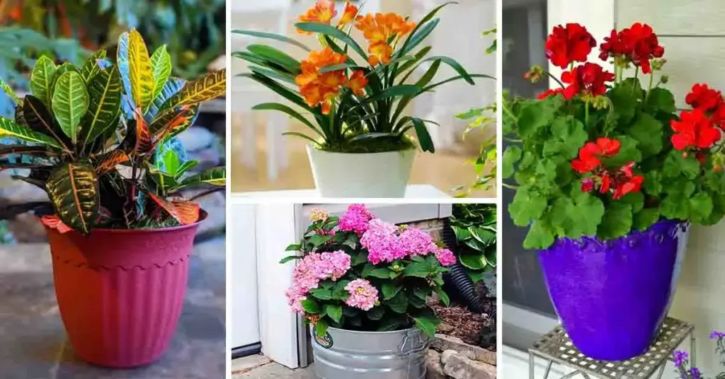 Las 13 plantas más bonitas para tener en casa en 2022 – Mis Consejos Jardinería
