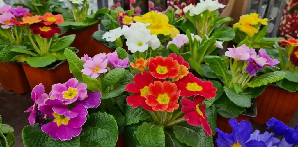 Las 5 plantas perennes con flores esenciales para un deslumbrante jardín primaveral – Mis Consejos Jardinería