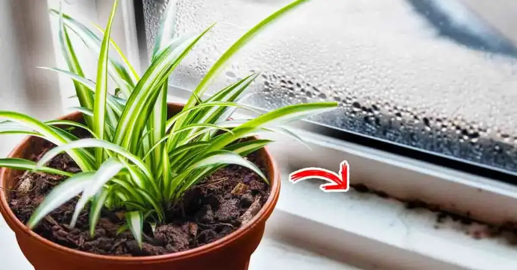 Las 7 mejores plantas antihumedad contra el moho y los malos olores – Mis Consejos Jardinería