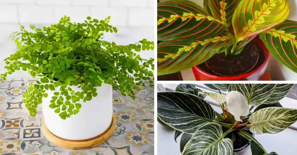 Las 7 mejores plantas de interior que crecen sin luz solar – Mis Consejos Jardinería