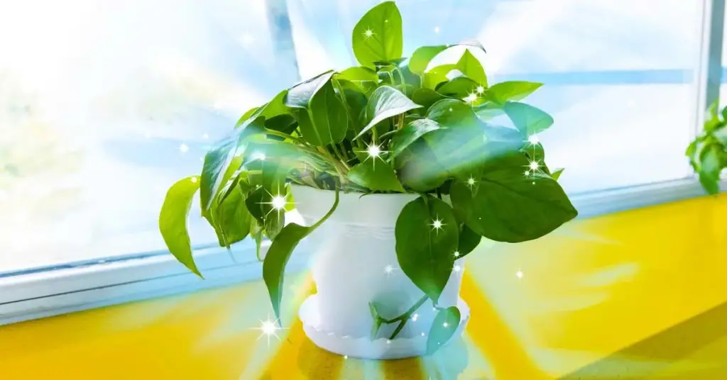 Las 7 mejores plantas descontaminantes según la NASA – Mis Consejos Jardinería