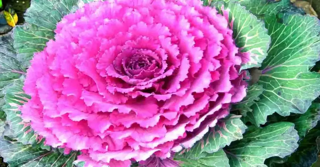 Las 8 plantas más bonitas para alegrar tu balcón este invierno – Mis Consejos Jardinería