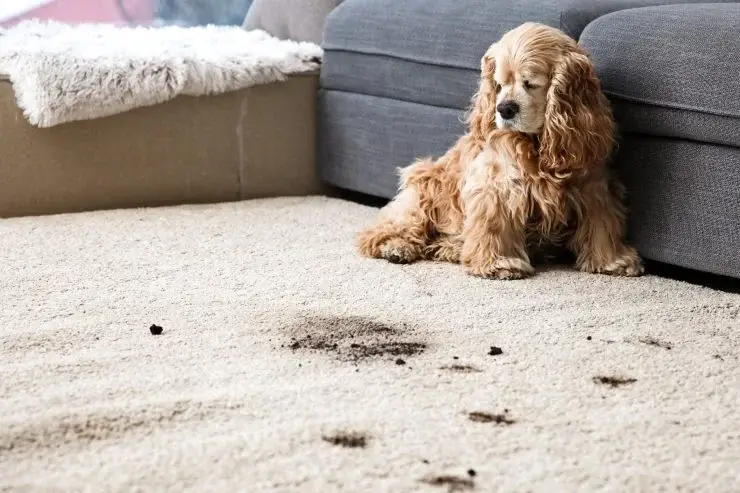 Las alfombras sucias y llenas de bacterias vuelven a estar limpias en un solo movimiento – Mis Consejos Jardinería