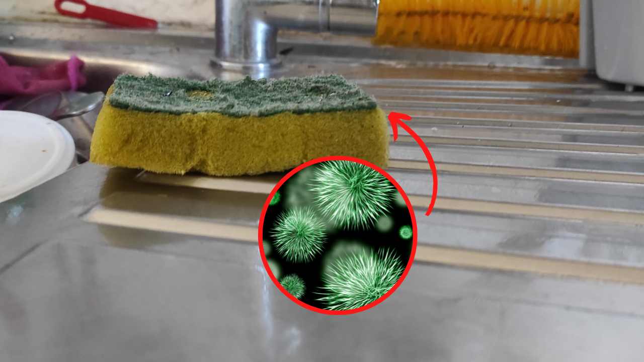las esponjas para platos están plagadas de bacterias