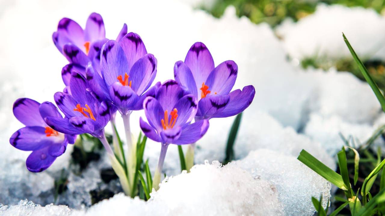 Plantas a cuidar en febrero
