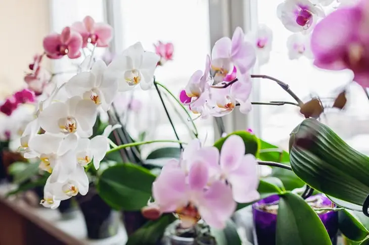 Las orquídeas florecerán todo el año si las riegas con este producto natural – Mis Consejos Jardinería