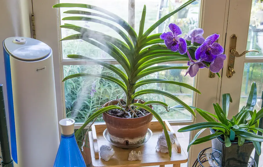 Las orquídeas purifican el aire de la casa, calman los nervios y los dolores de cabeza – Mis Consejos Jardinería