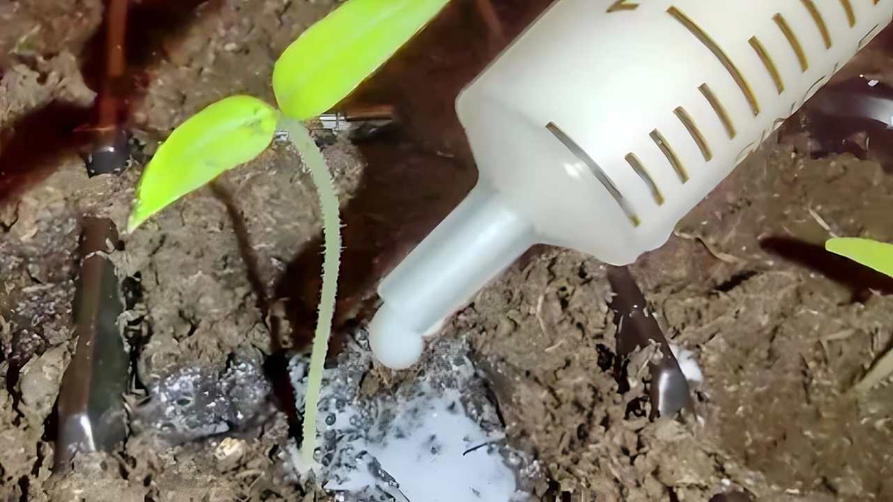 Plántulas de tomate