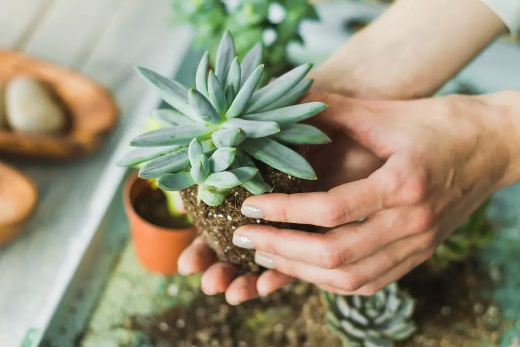 Las suculentas que más energía transmiten en casa y cómo cuidarlas – Mis Consejos Jardinería