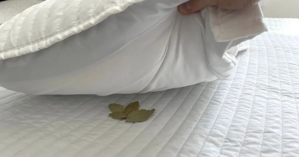 Laurel debajo de la almohada: la antigua costumbre de los abuelos que no merecía ser olvidada – Mis Consejos Jardinería