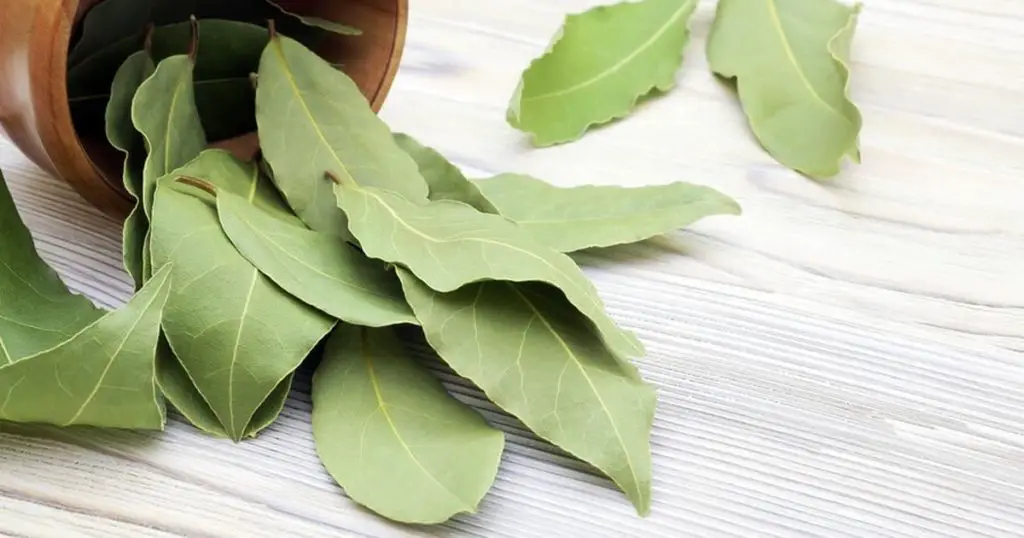 Laurel en la nevera y otros trucos para aprovechar las maravillas de esta planta – Mis Consejos Jardinería