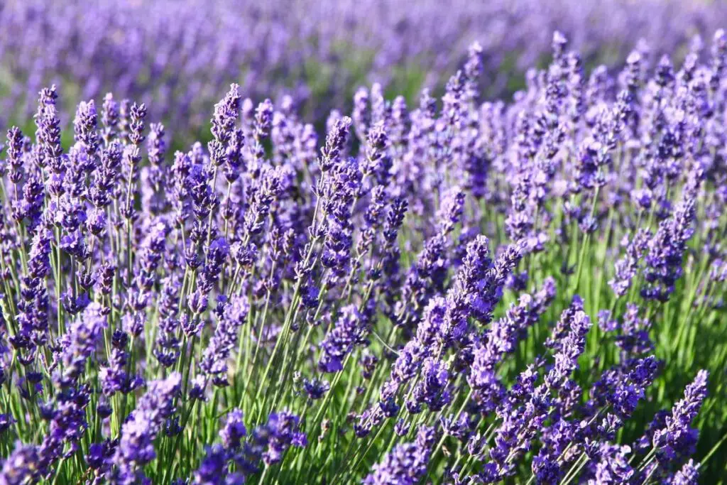 Lavanda: así es como cultivarla en casa y tenerla súper perfumada, “brillante” – Mis Consejos Jardinería