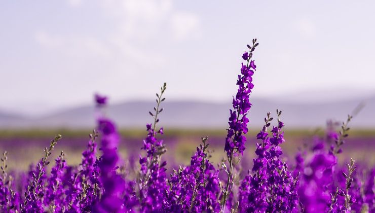 Esquejes de lavanda 