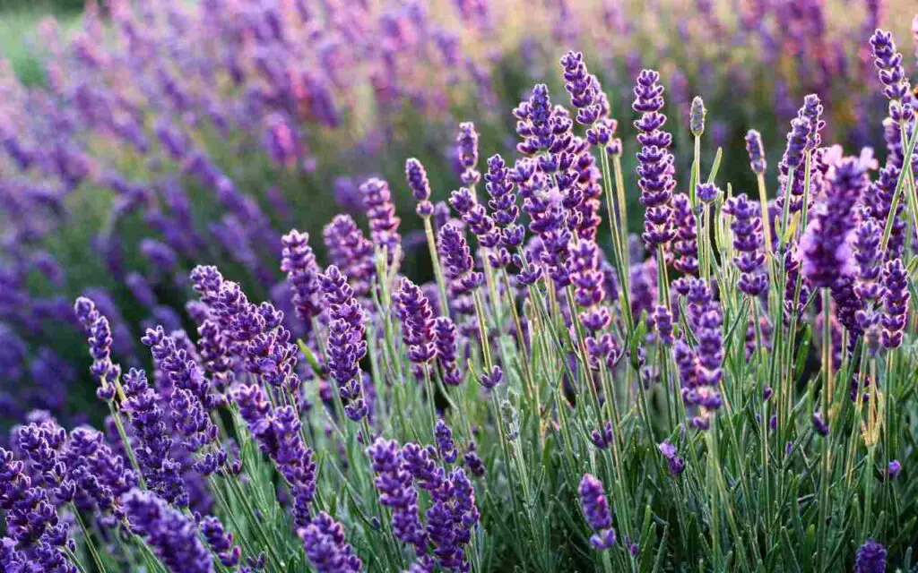 Lavanda en maceta: aquí se explica cómo cultivarla correctamente según el jardinero – Mis Consejos Jardinería