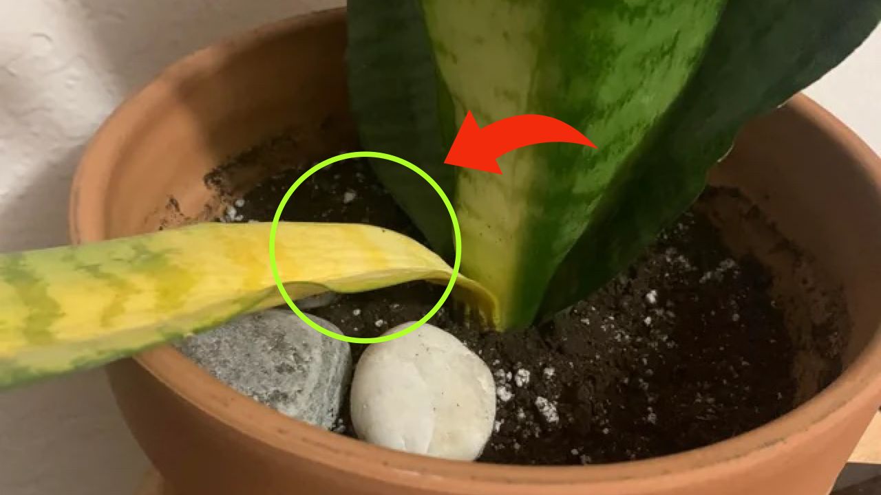 Hojas amarillentas de lengua de suegra