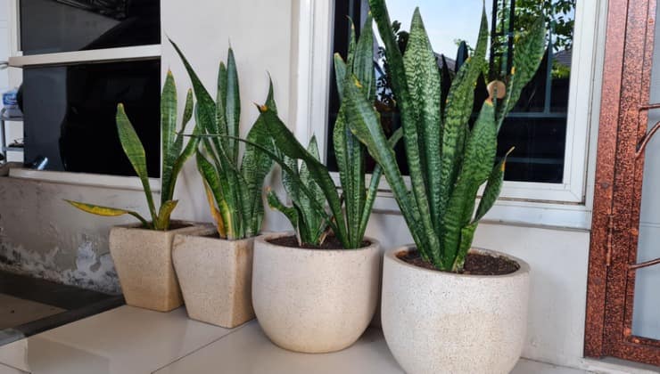 Jarrones de lengua de suegra en la ventana