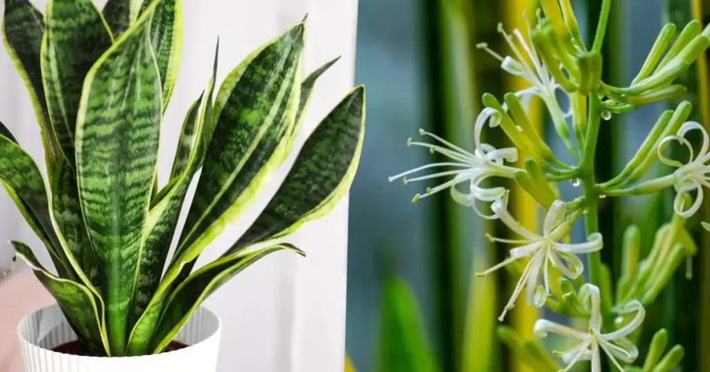 Lengua de suegra: ¿Cómo haces que esta planta florezca y su aroma dure más? – Mis Consejos Jardinería