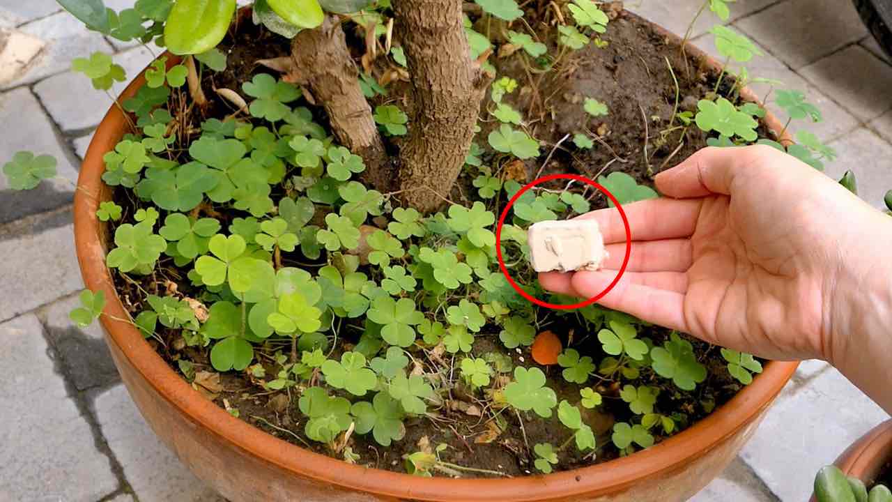 Levadura de cerveza para plantas