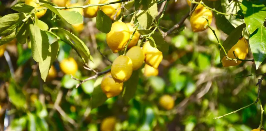 Limonero: ¿Cómo plantar y cultivar un plan de limón con éxito? – Mis Consejos Jardinería