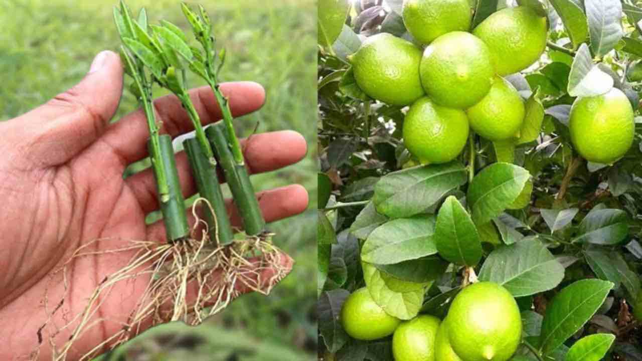Limones, cómo multiplicarlos