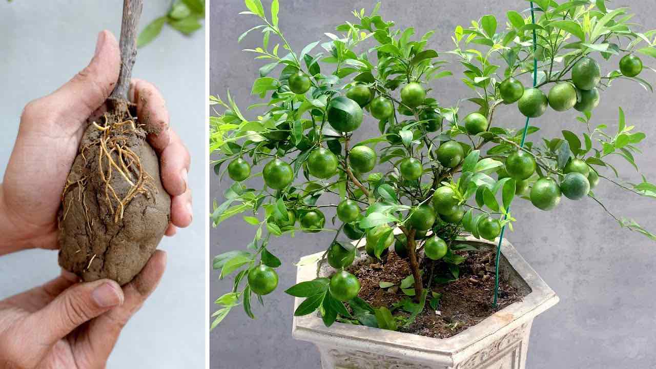 planta de limon