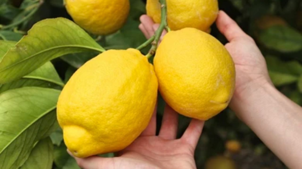 limones enormes